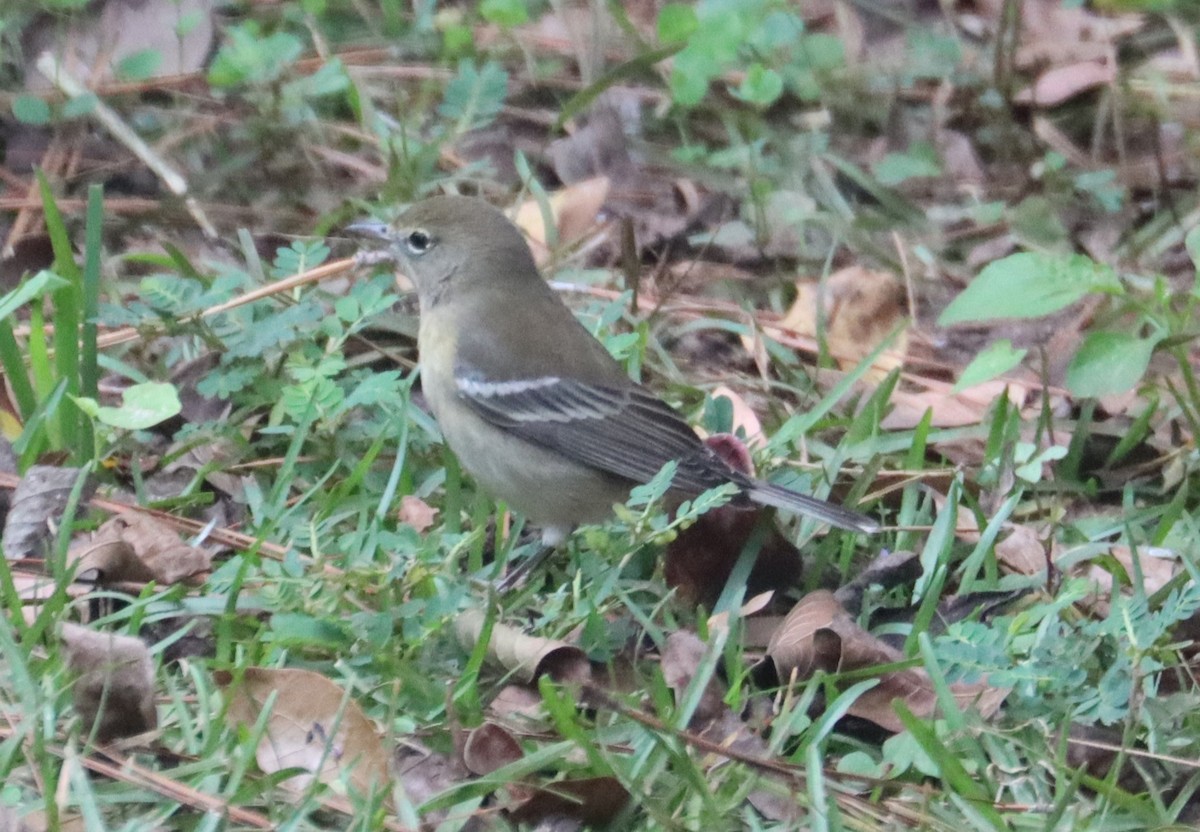 Pine Warbler - ML643433219
