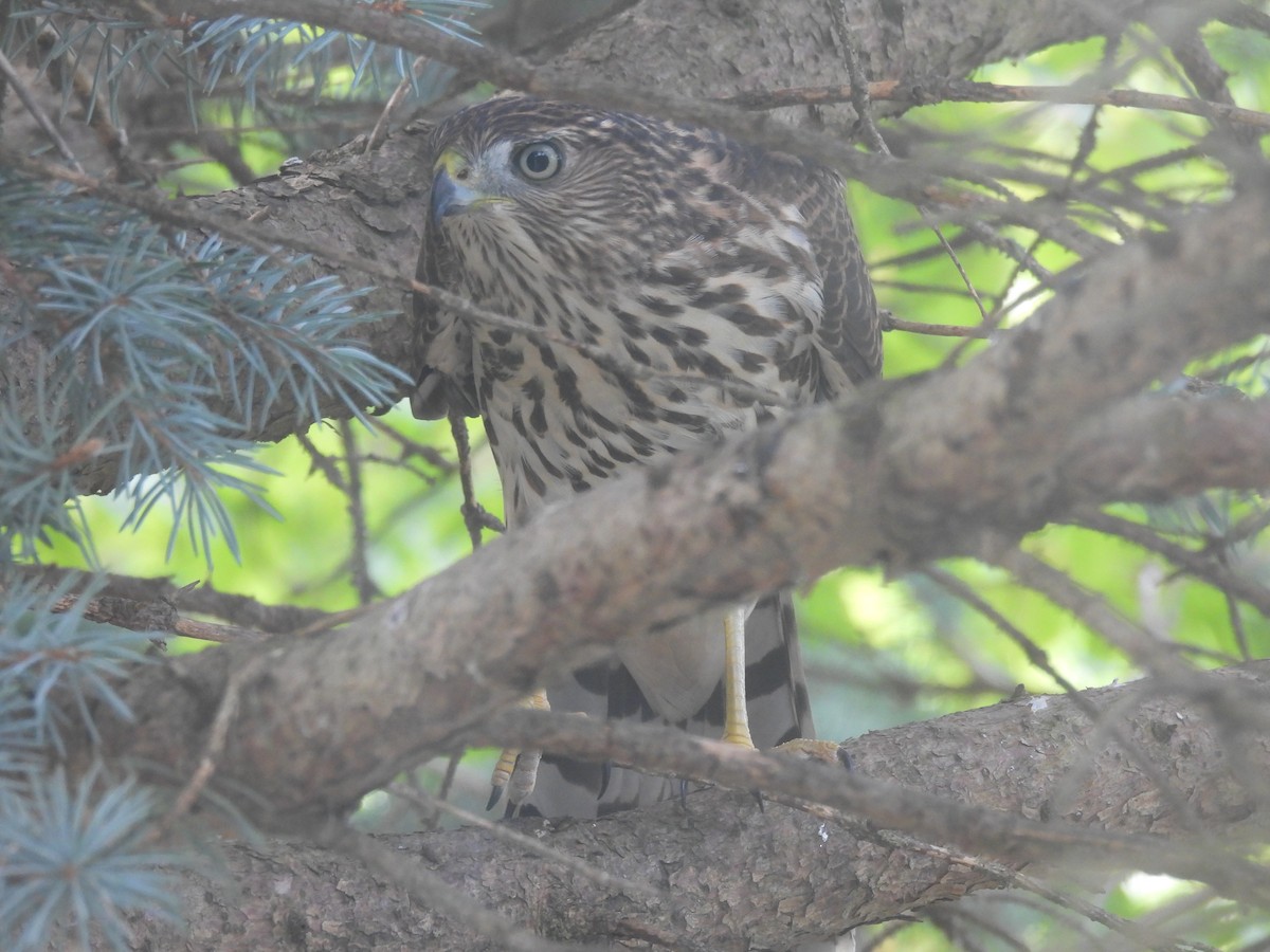 Cooper's Hawk - ML643433222