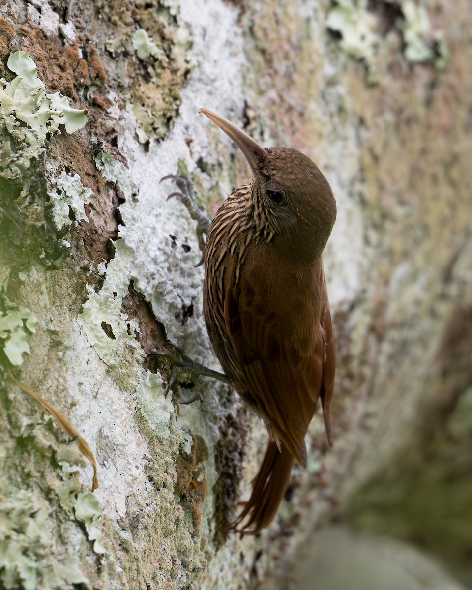 Cinnamon-throated Woodcreeper - ML643433252