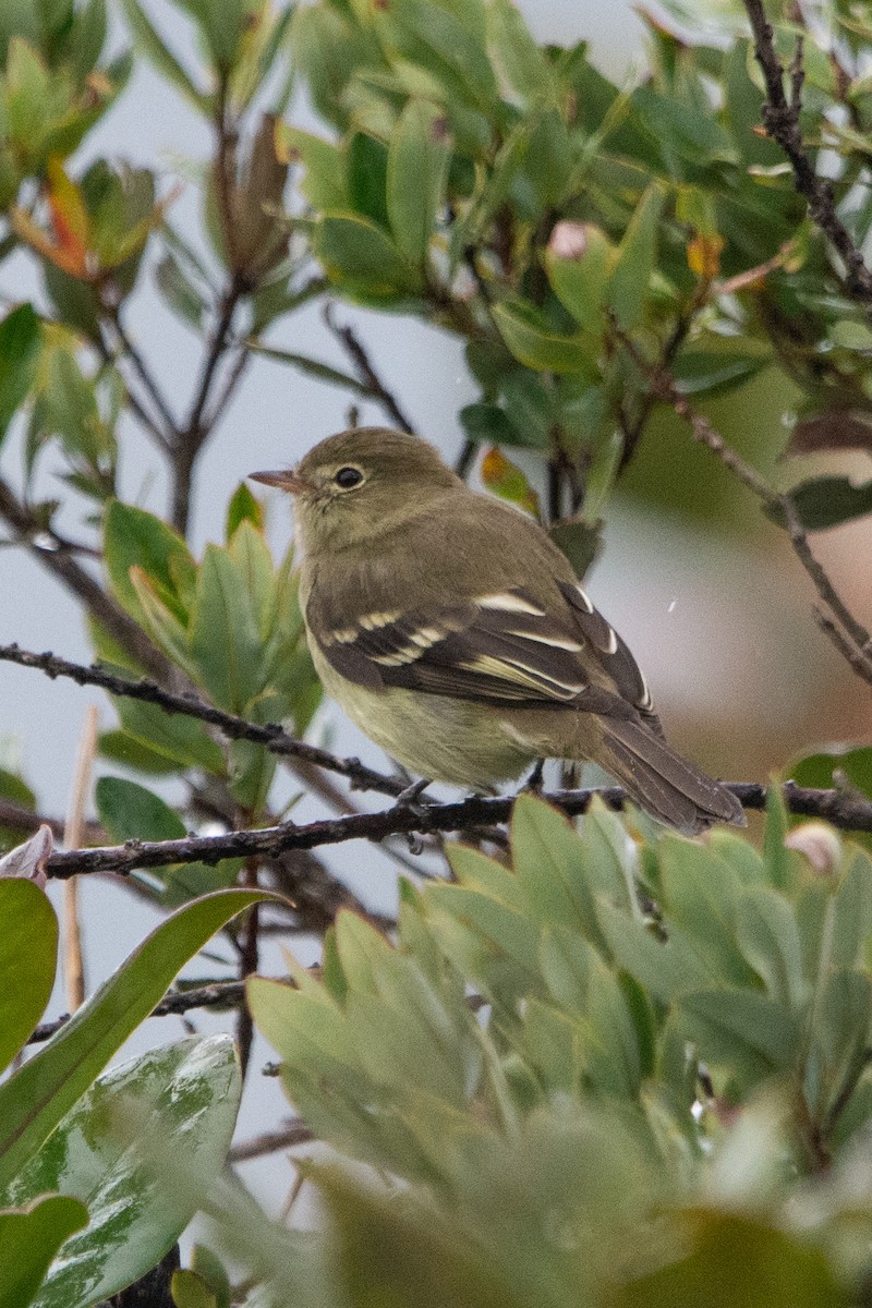 Mountain Elaenia - ML643433264