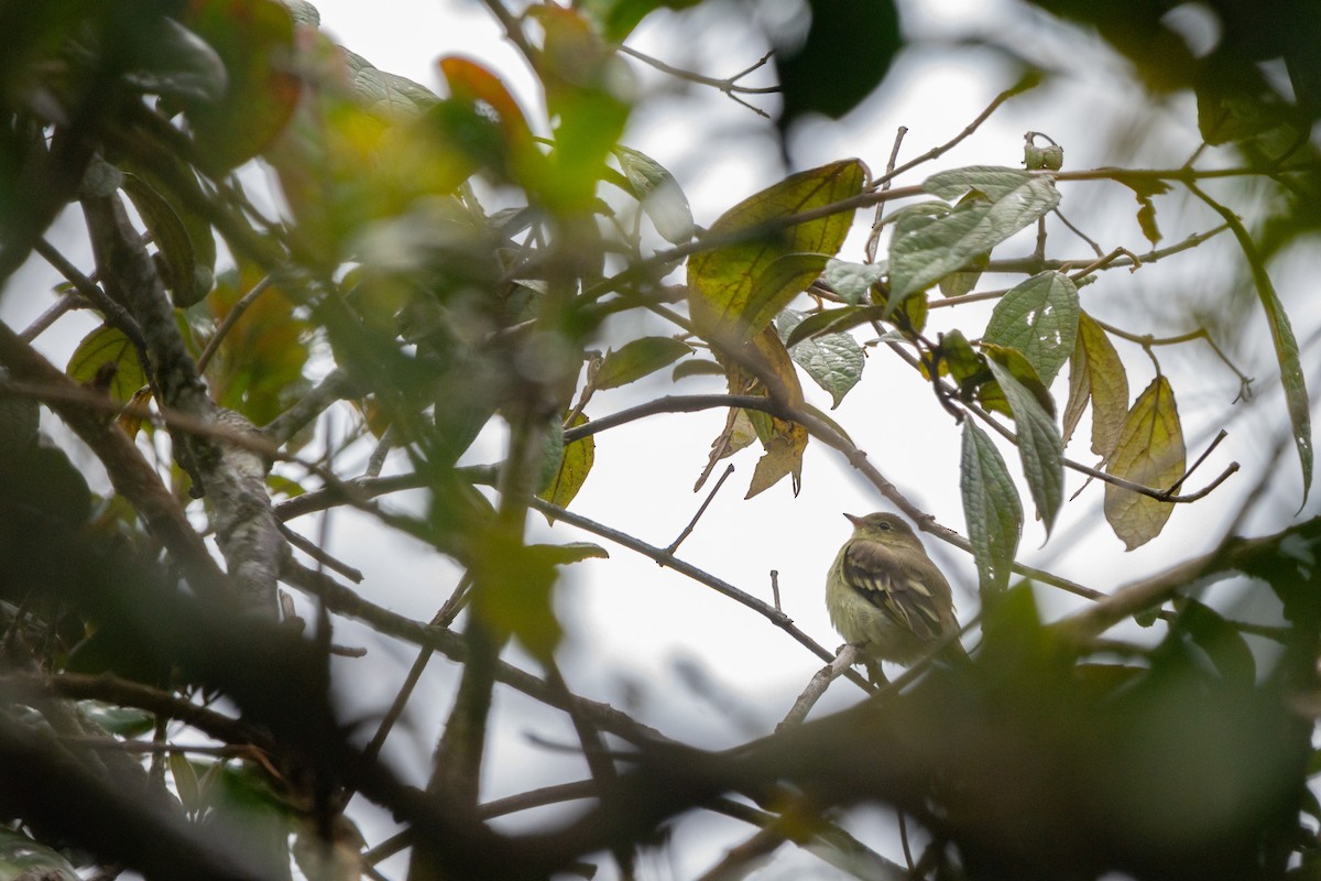 Mountain Elaenia - ML643433265