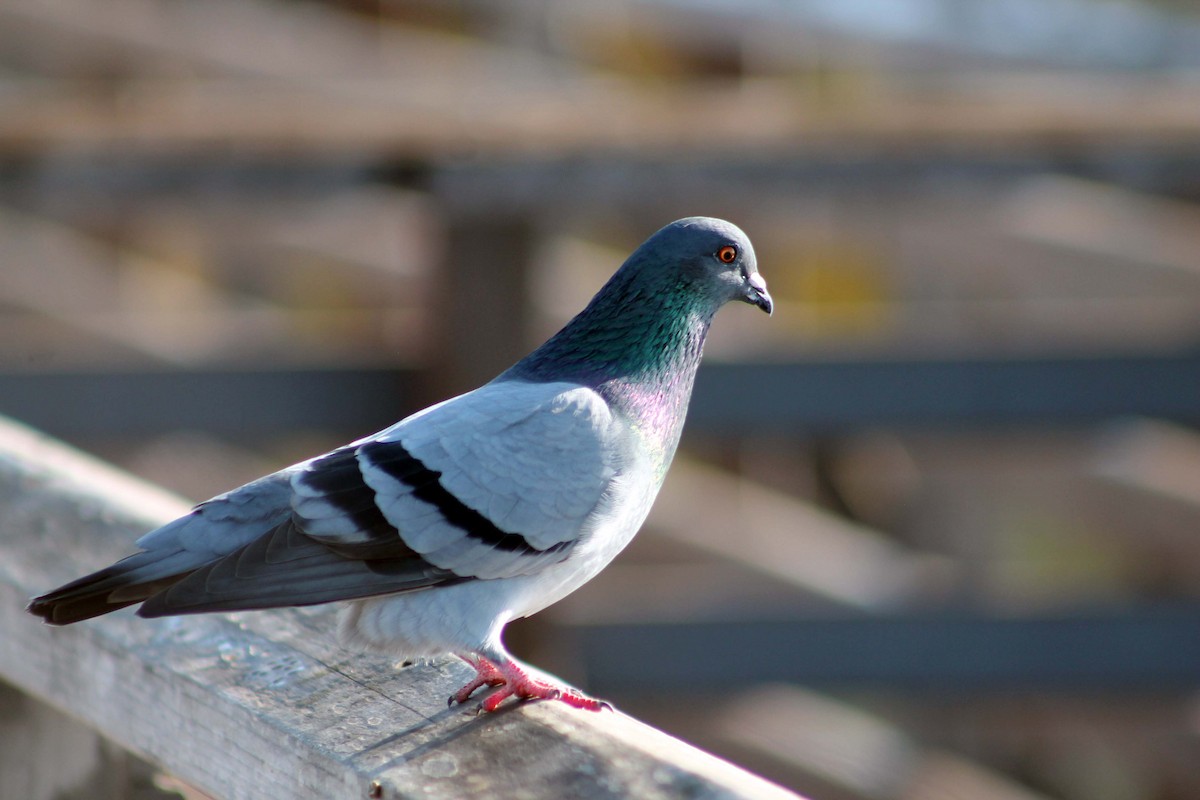 Rock Pigeon (Feral Pigeon) - ML643433278