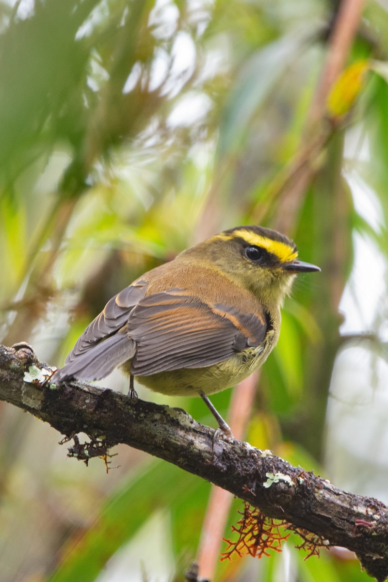 Yellow-bellied Chat-Tyrant - ML643433289