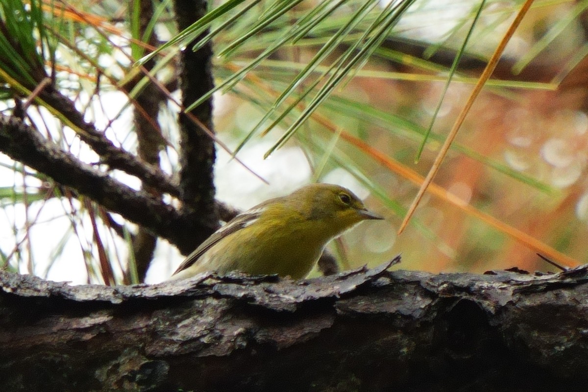 Pine Warbler - ML643433313
