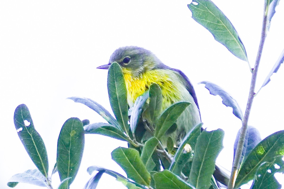 Pine Warbler - ML643433321