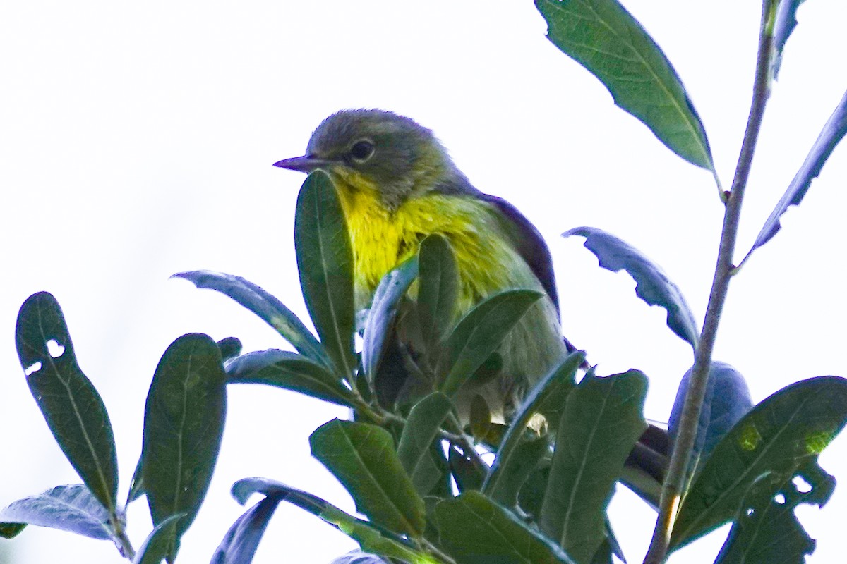 Pine Warbler - ML643433323
