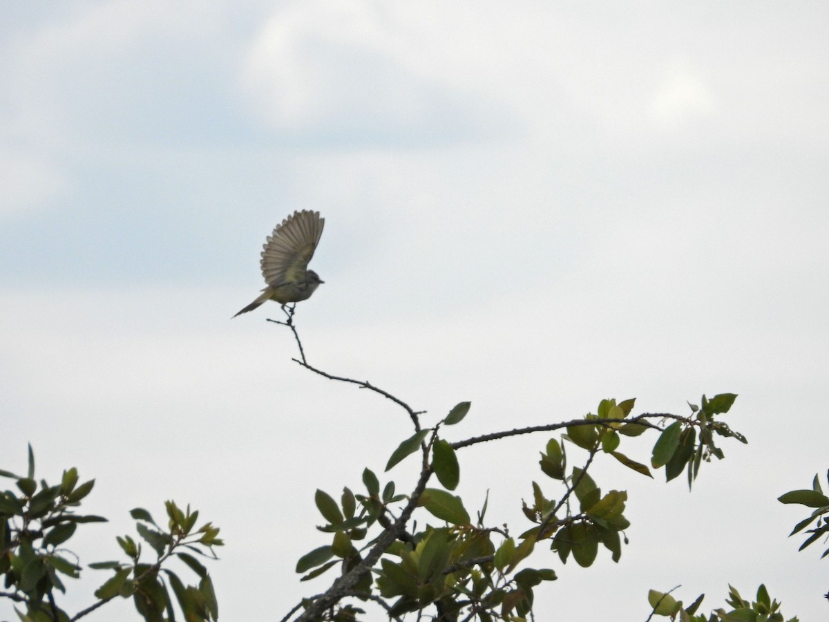 Çapada Tiranuleti - ML643433326