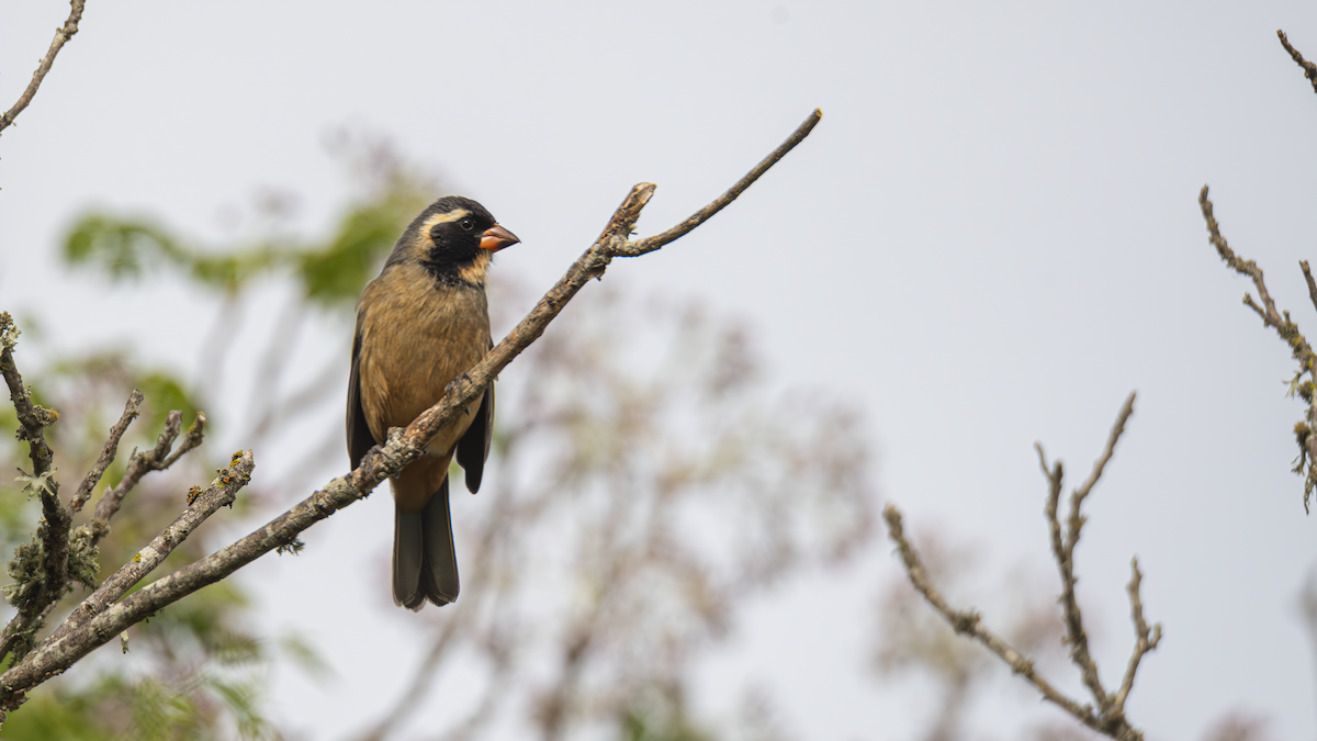 Golden-billed Saltator - ML643433346