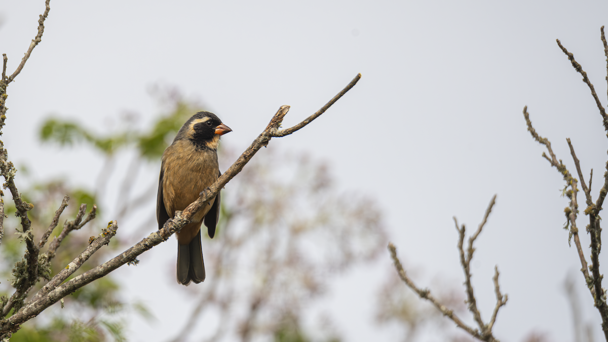 Golden-billed Saltator - ML643433347