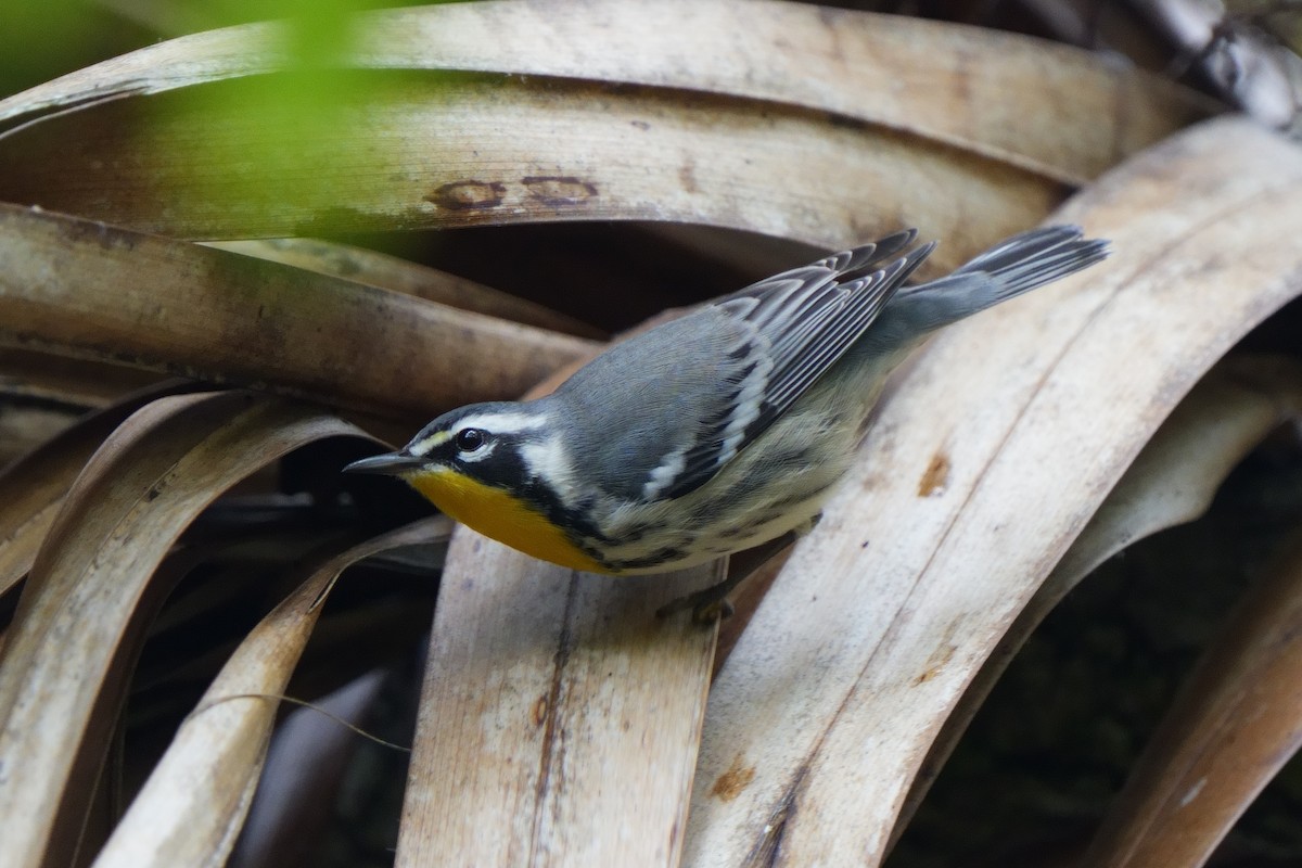 Goldkehl-Waldsänger - ML643433366