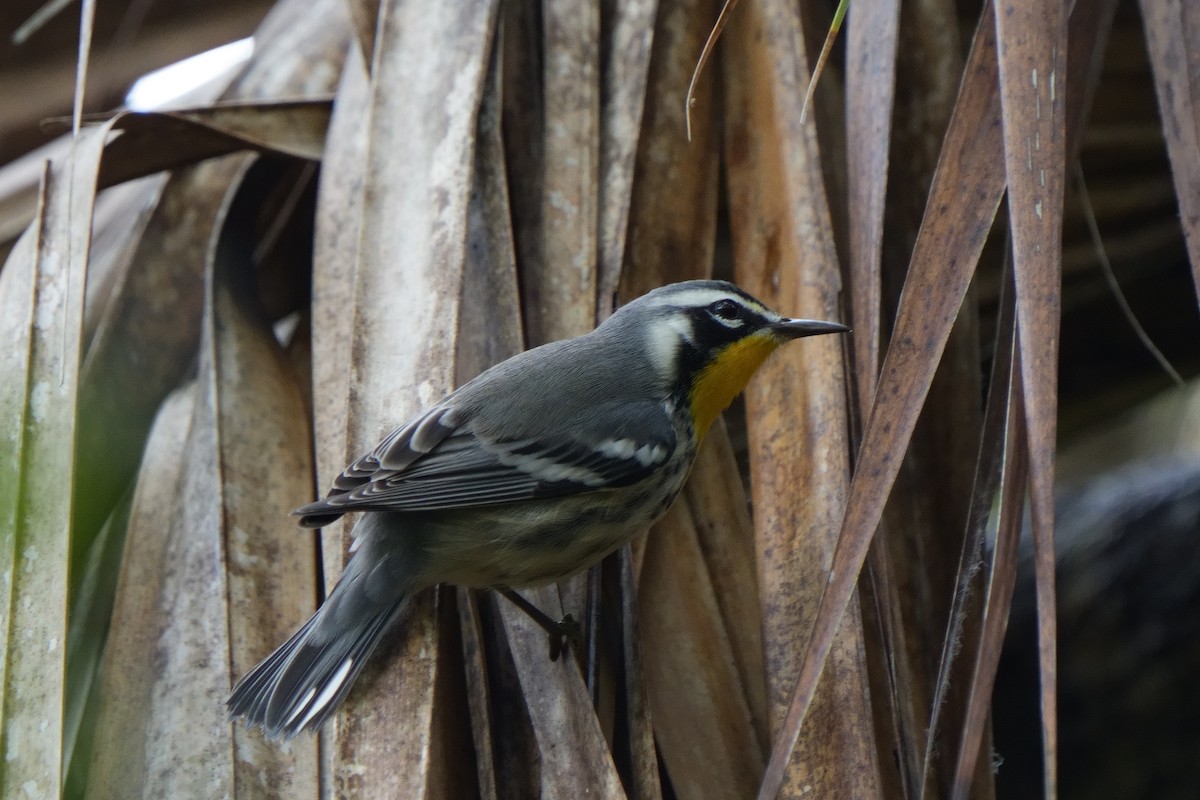 Goldkehl-Waldsänger - ML643433367