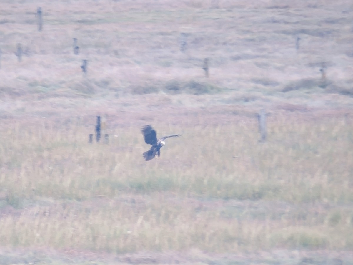 Western Marsh Harrier - ML643433379