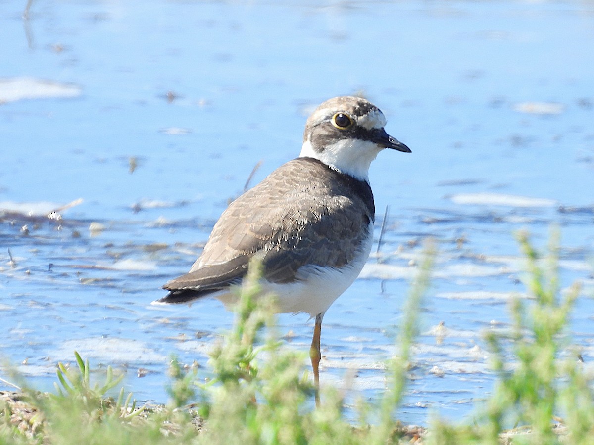 Little Ringed Plover - ML643433380