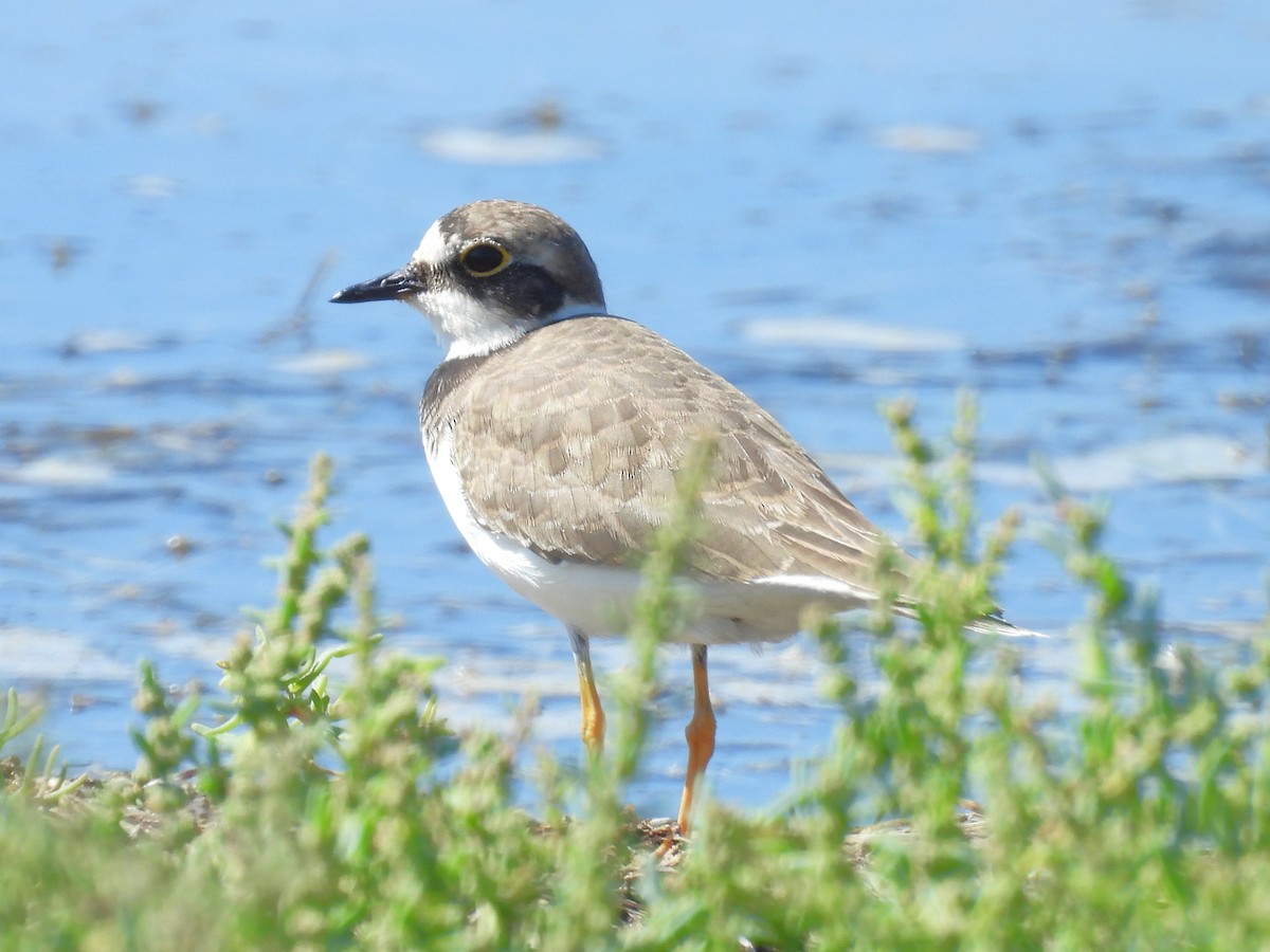 Little Ringed Plover - ML643433381