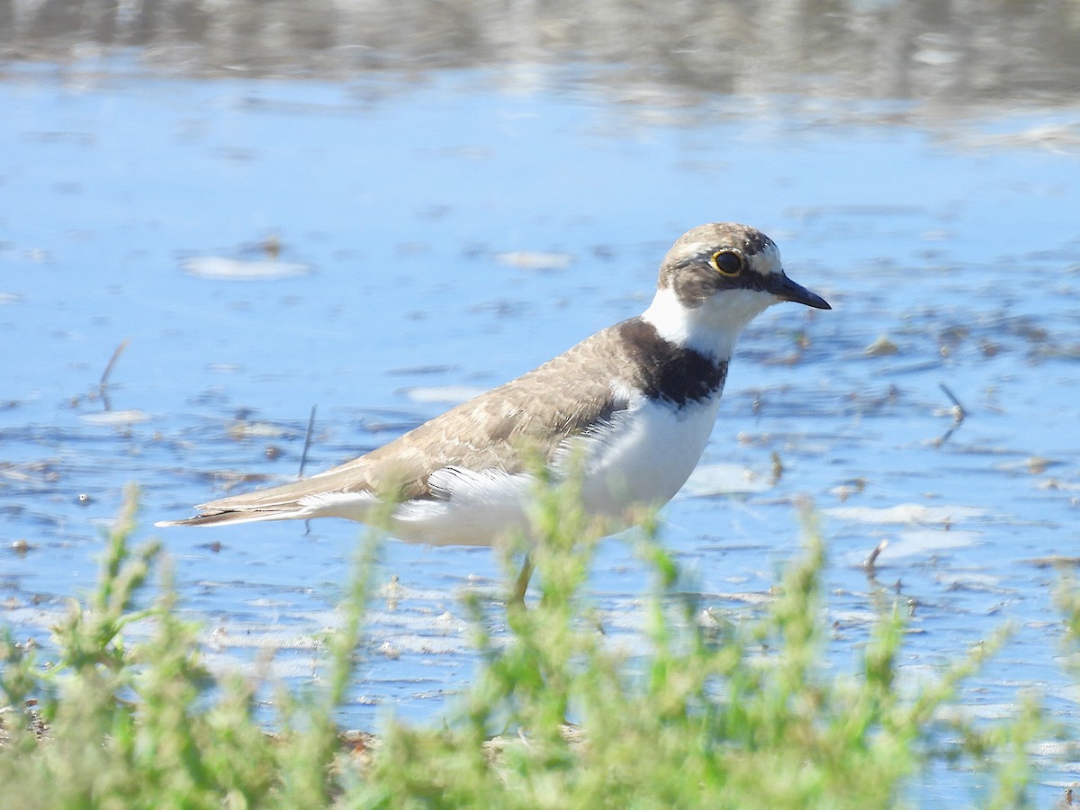 Little Ringed Plover - ML643433382