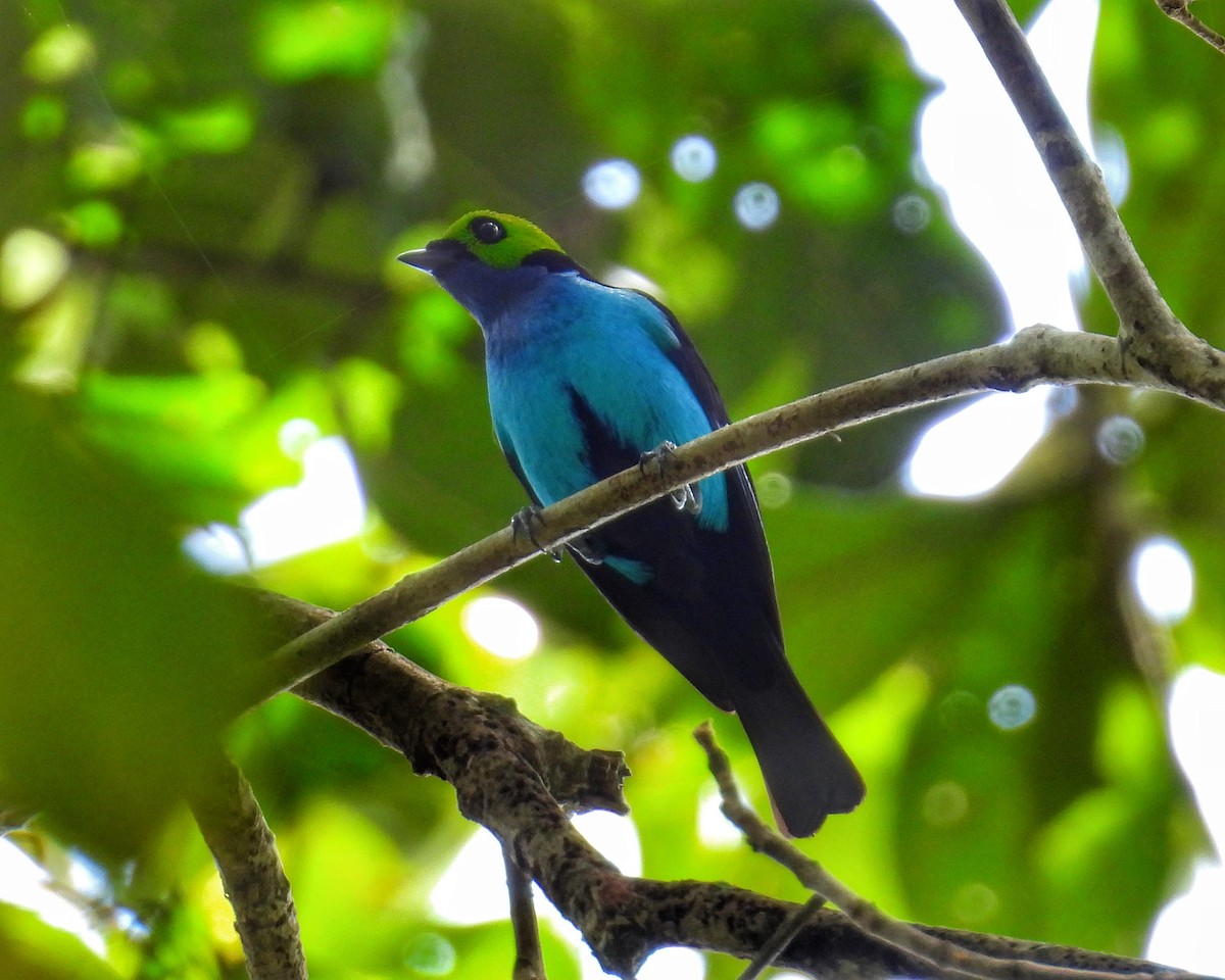 Paradise Tanager - ML643433438