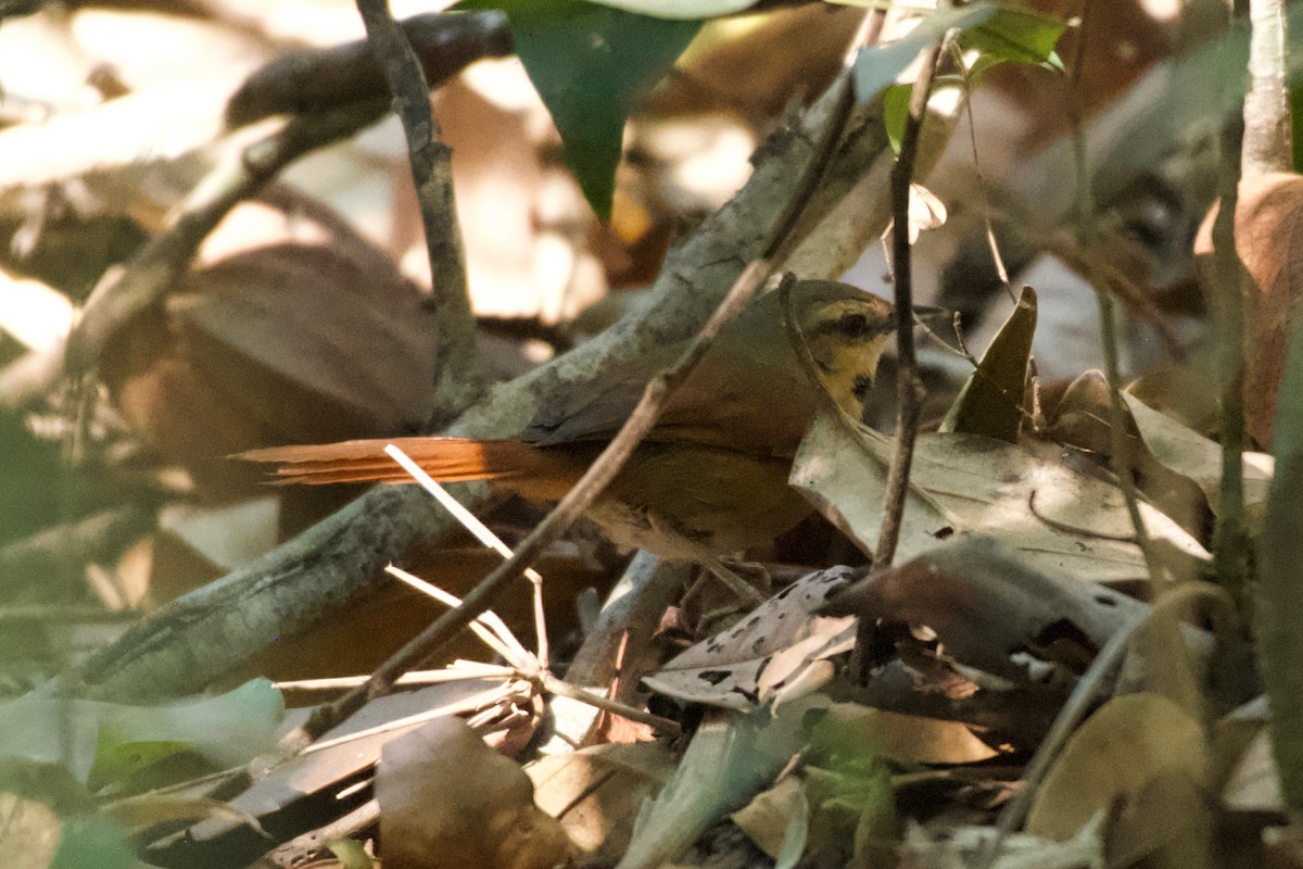 Ochre-cheeked Spinetail - ML643433447