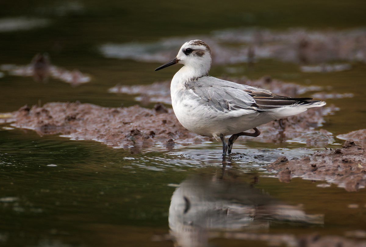 Red Phalarope - ML643433451