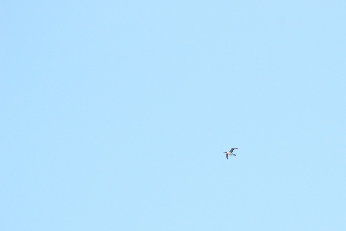 Common Loon - ML643433452