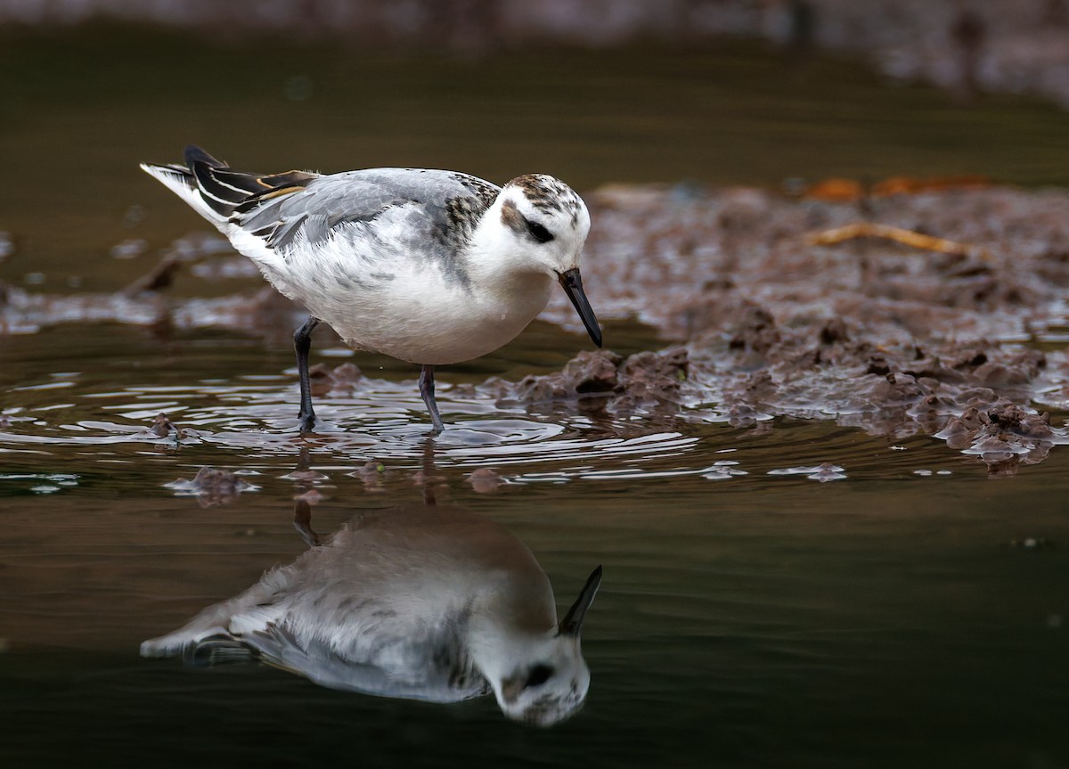 Red Phalarope - ML643433459