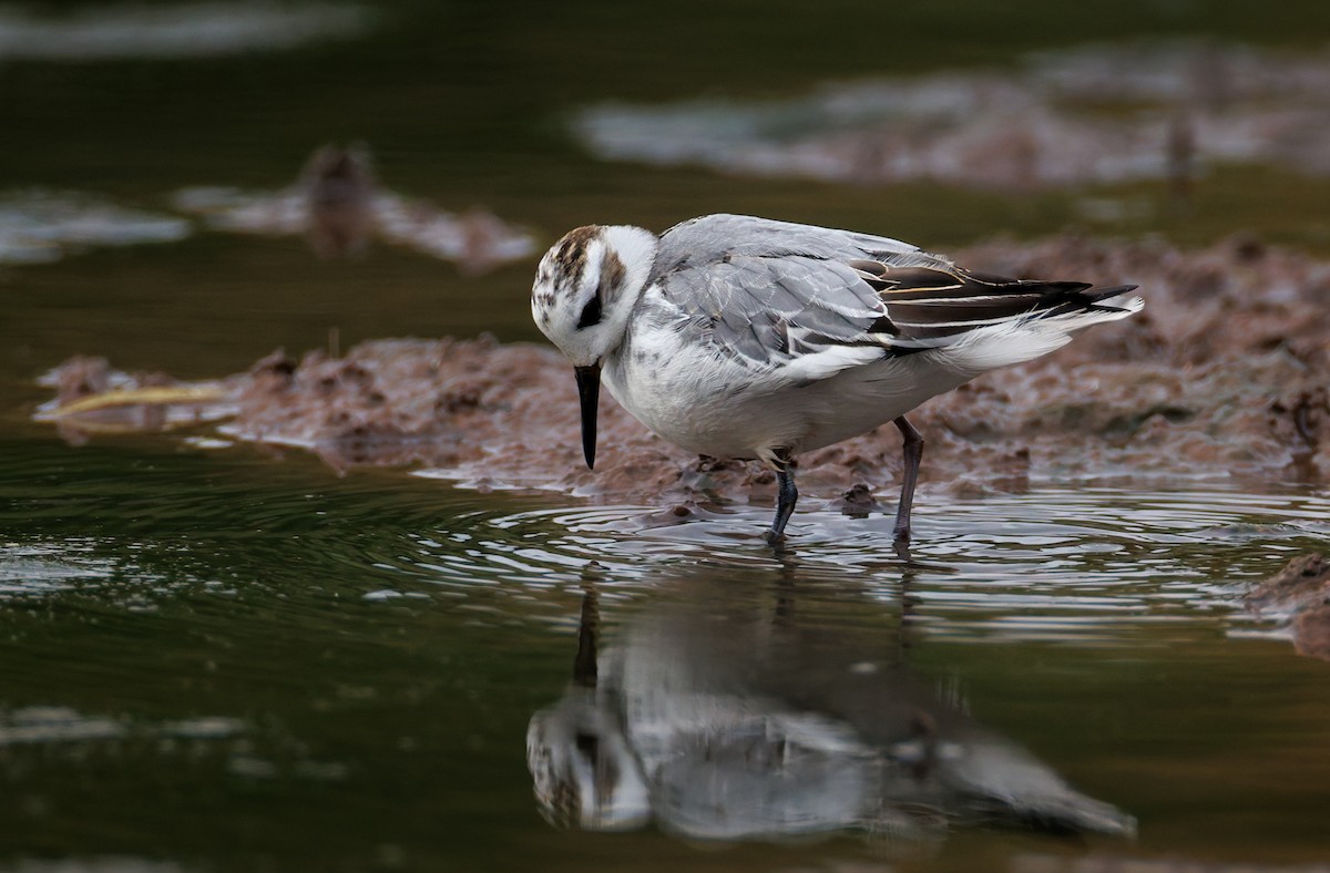Red Phalarope - ML643433471