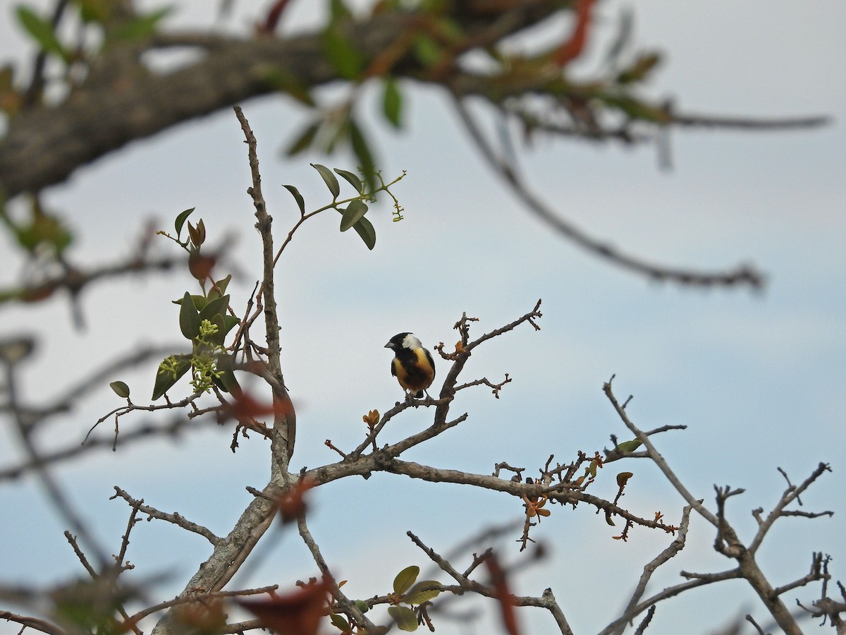 Coal-crested Finch - ML643433474