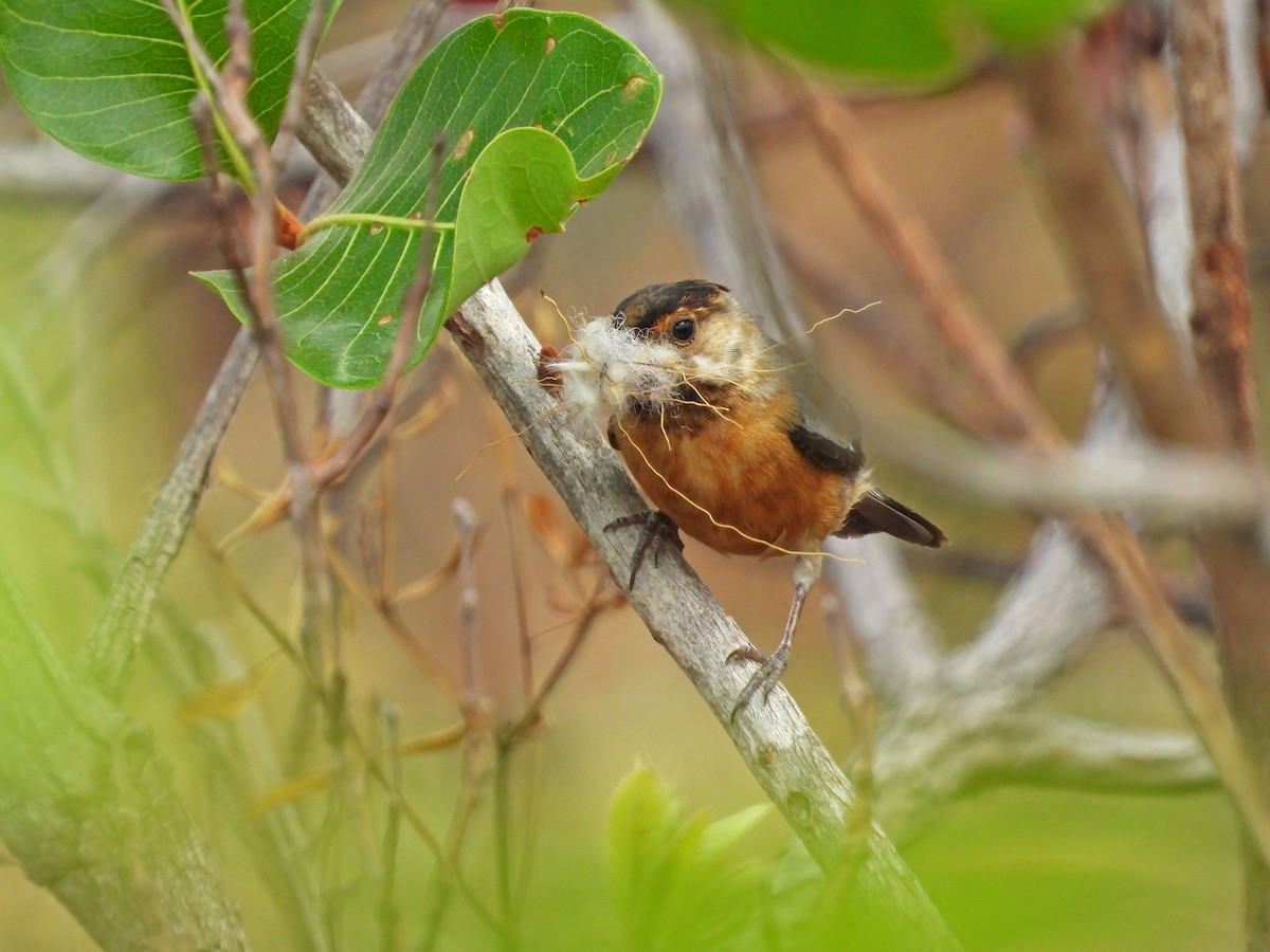 Coal-crested Finch - ML643433475