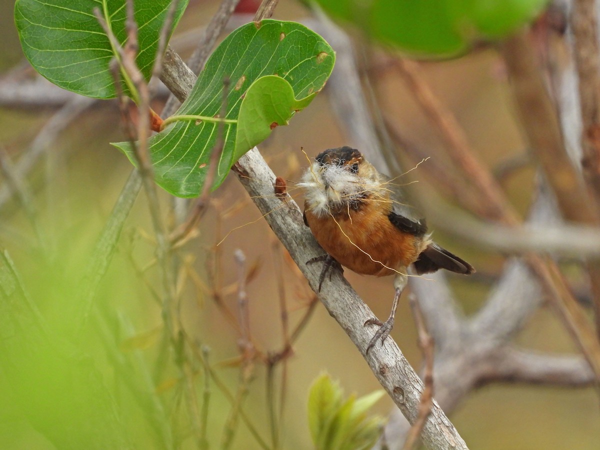 Coal-crested Finch - ML643433476