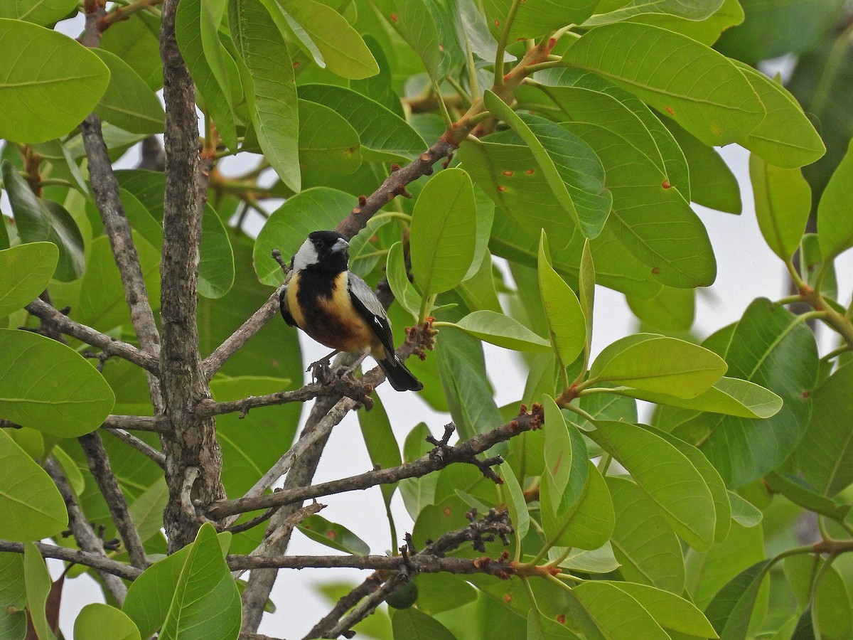 Coal-crested Finch - ML643433477