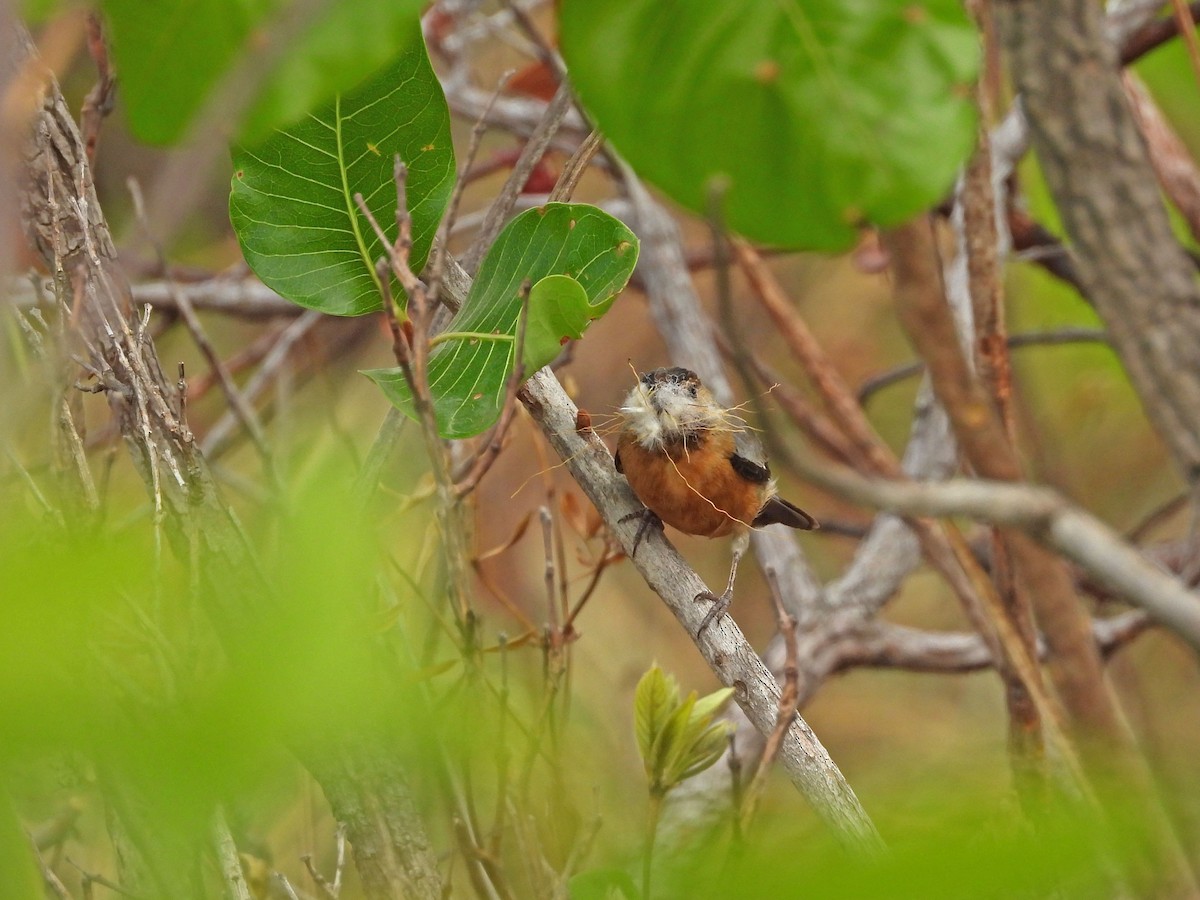 Coal-crested Finch - ML643433478