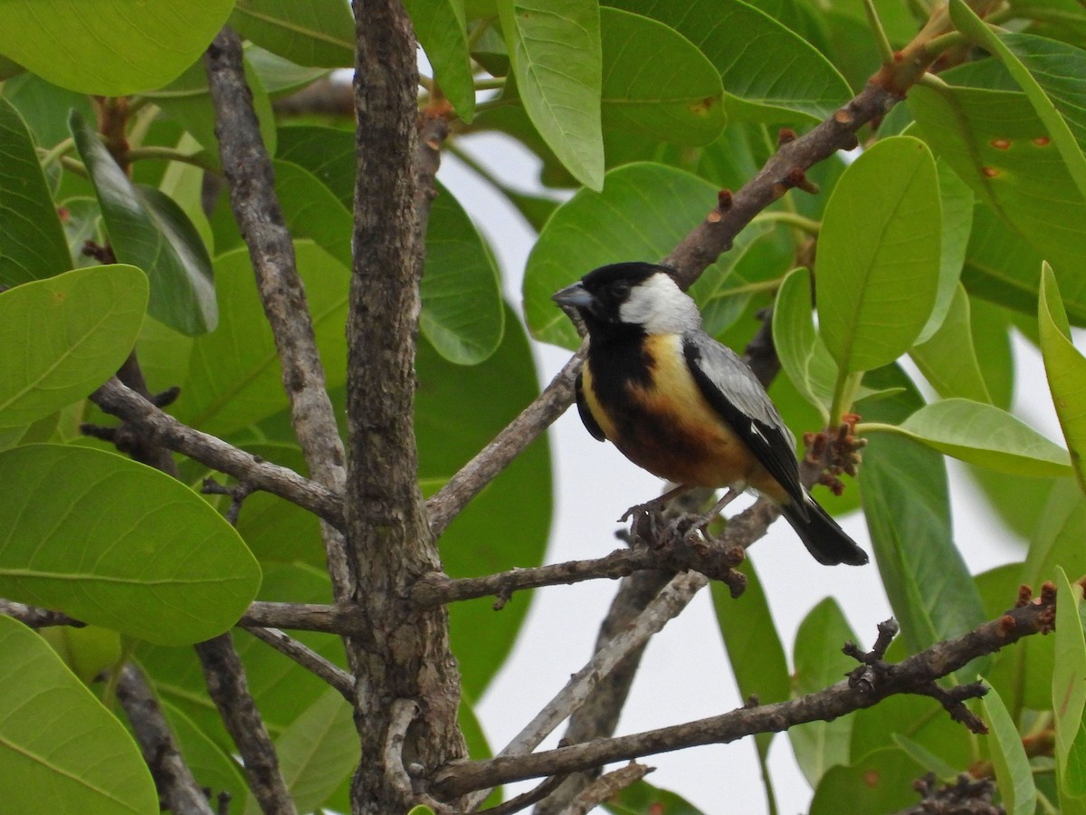 Coal-crested Finch - ML643433480