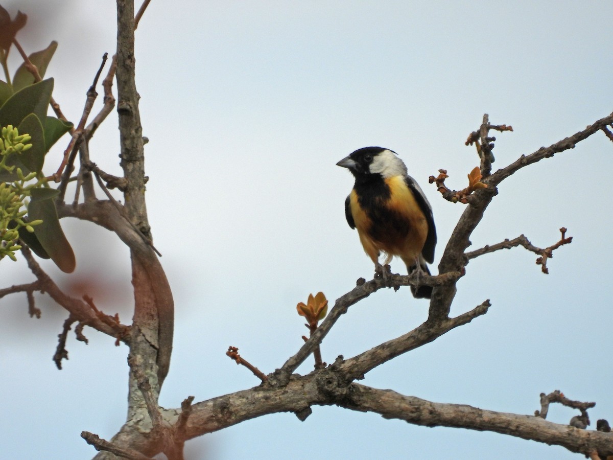 Coal-crested Finch - ML643433481