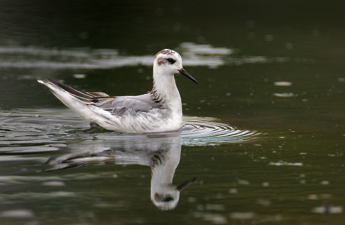 Red Phalarope - ML643433485