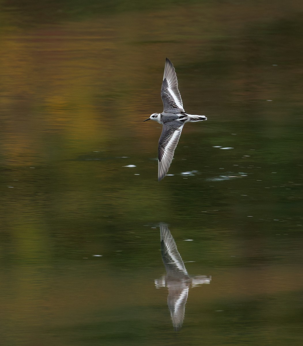 Red Phalarope - ML643433488