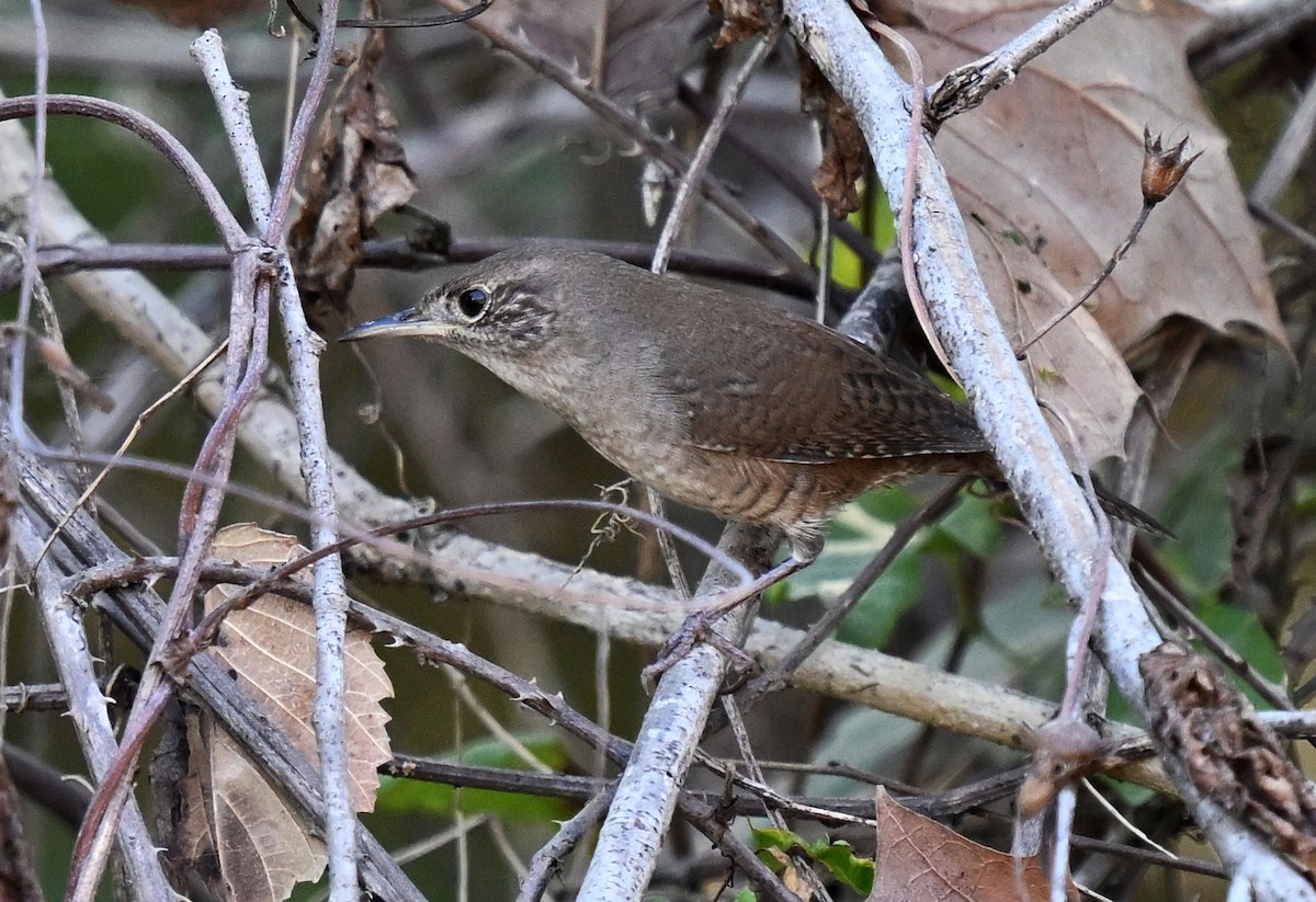 Northern House Wren - ML643433494