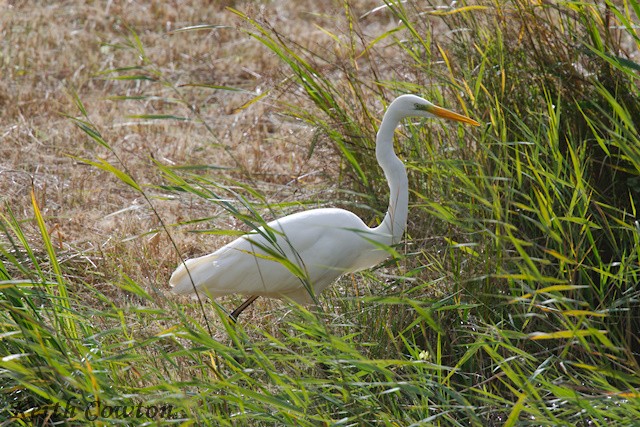 Great Egret (alba) - ML643433495