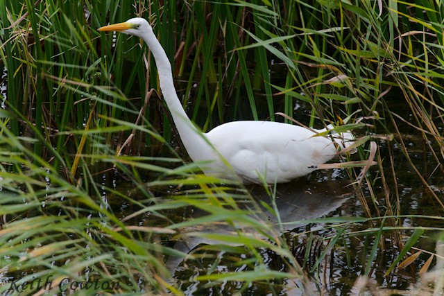 Great Egret (alba) - ML643433496
