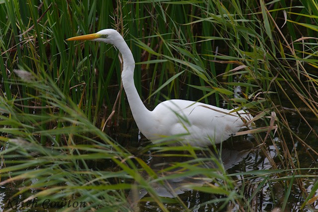 Great Egret (alba) - ML643433497