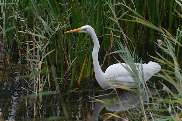 Great Egret (alba) - ML643433498