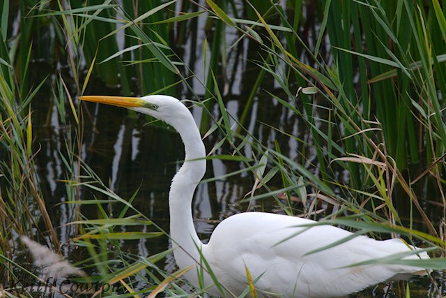Great Egret (alba) - ML643433499