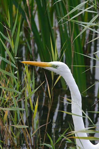Great Egret (alba) - ML643433500