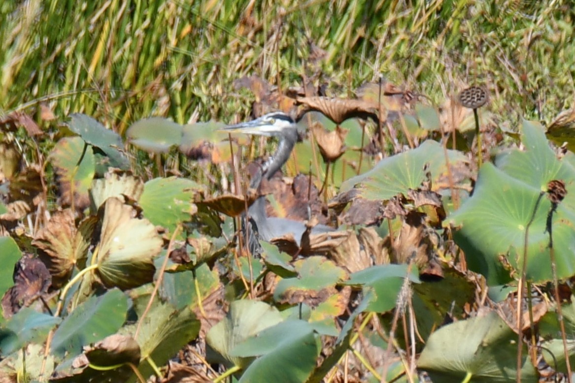 Great Blue Heron - ML643433510