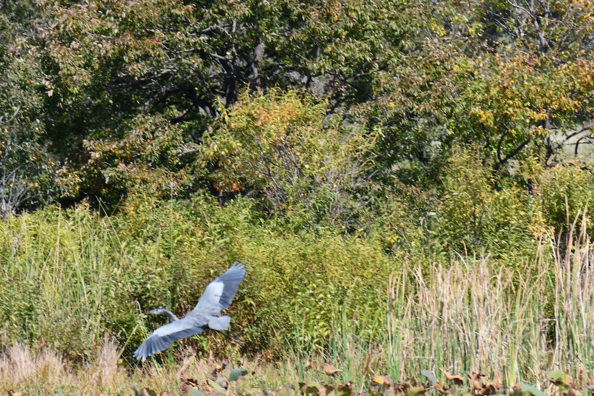 Great Blue Heron - ML643433512