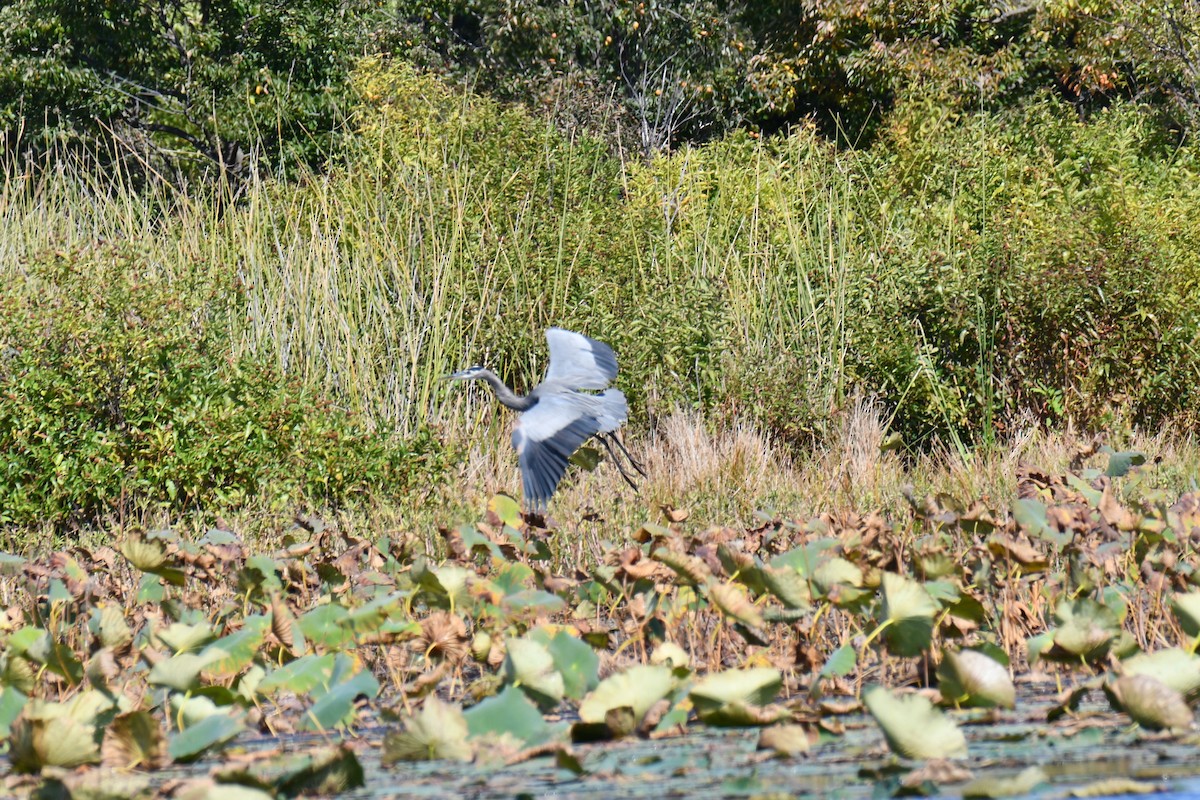 Great Blue Heron - ML643433514