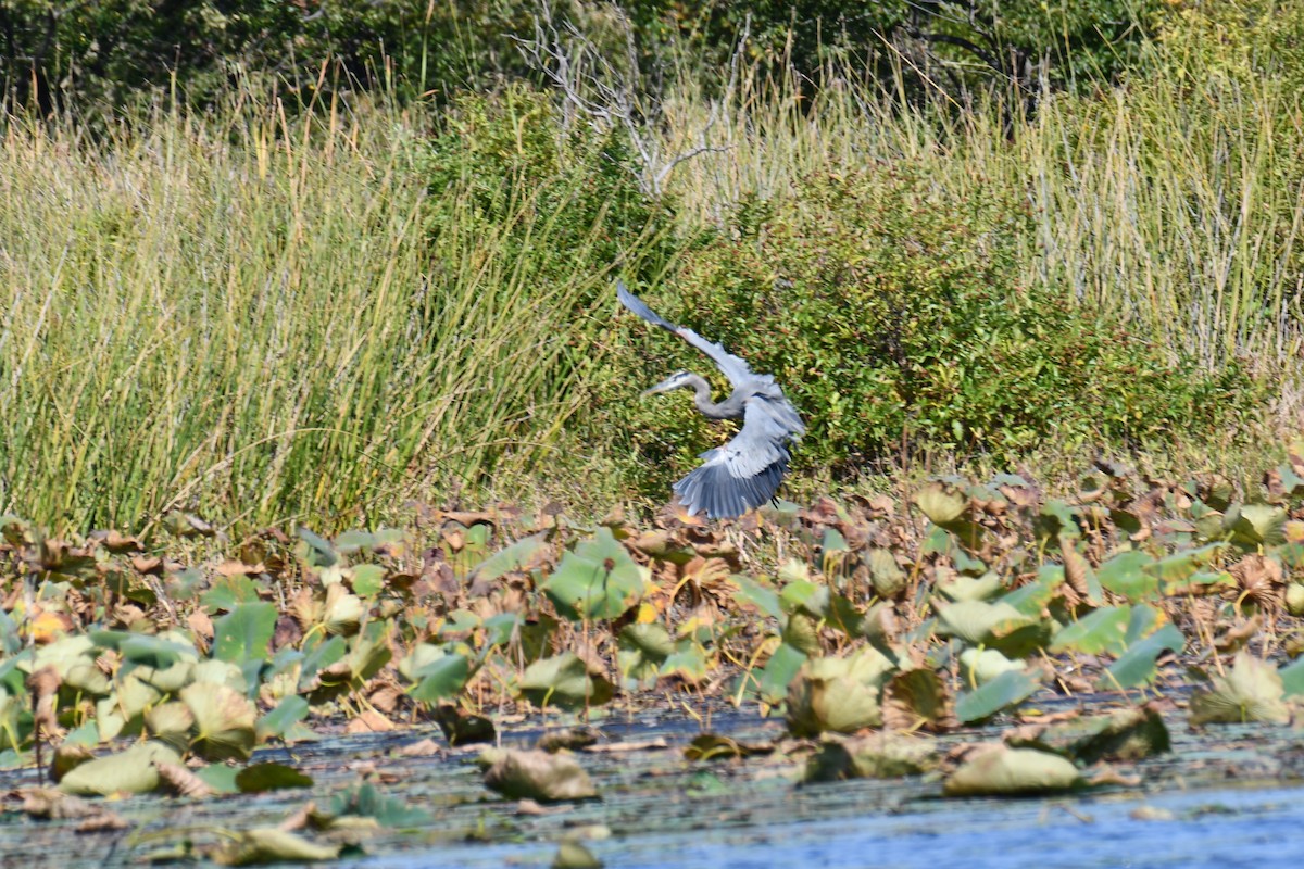 Great Blue Heron - ML643433515