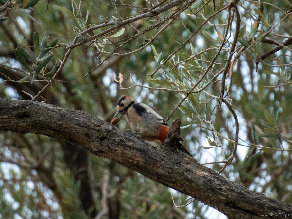 Syrian Woodpecker - ML643433546