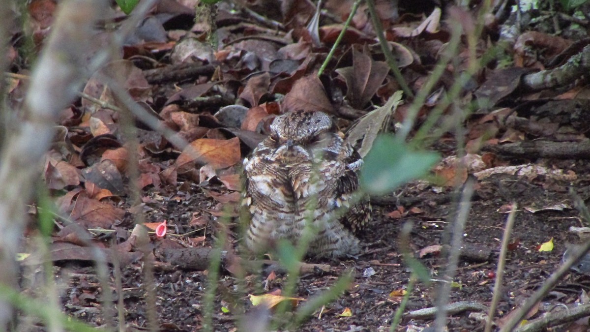Scissor-tailed Nightjar - ML643433557