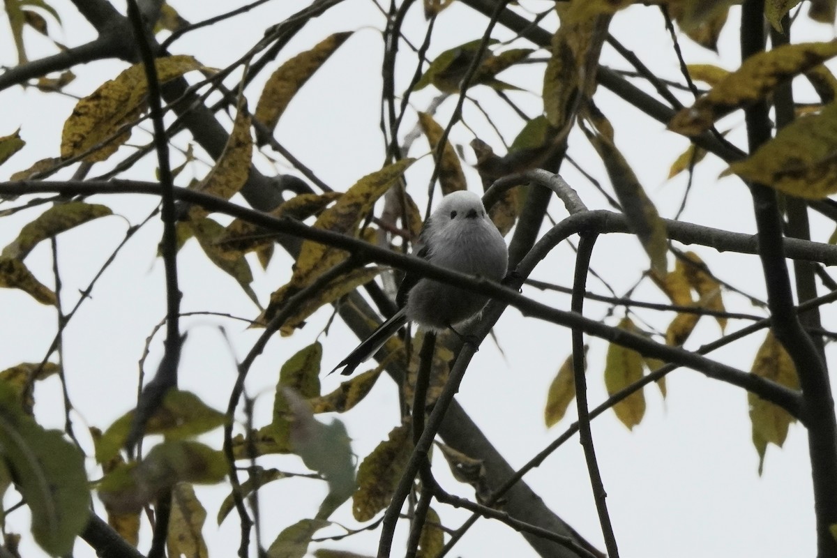 Long-tailed Tit - ML643433558
