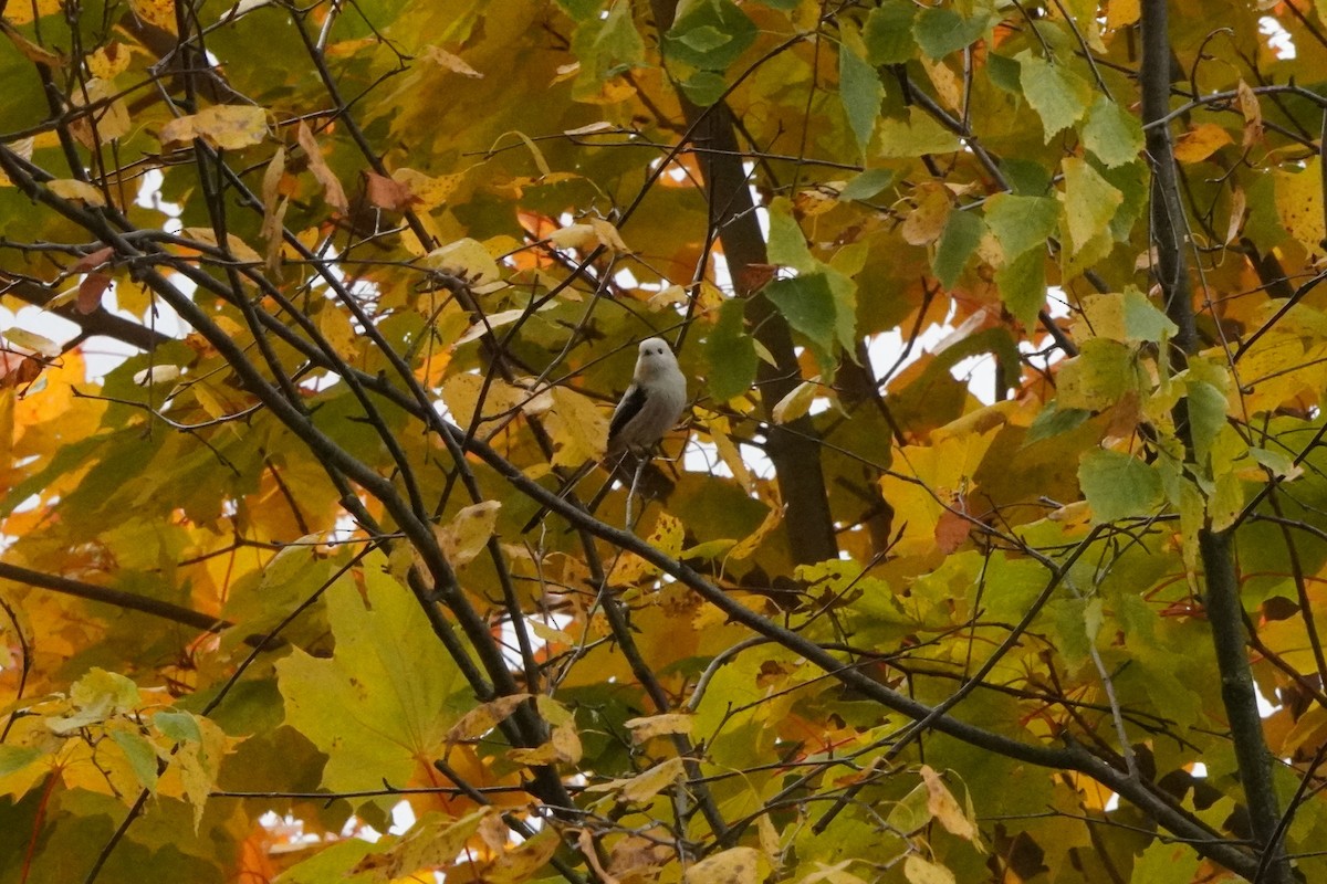Long-tailed Tit - ML643433559