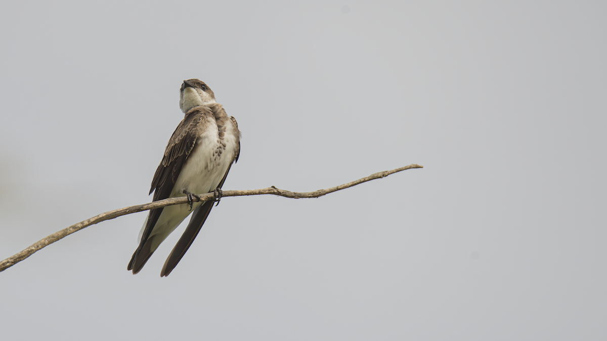 Brown-chested Martin - ML643433598